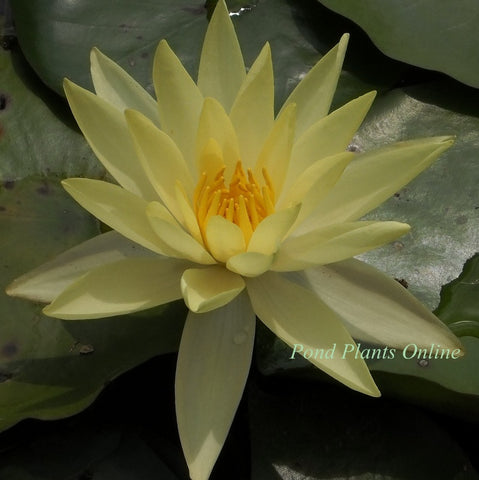 Lemon Mist Yellow Hardy Water Lily Ships Spring 2019 - 