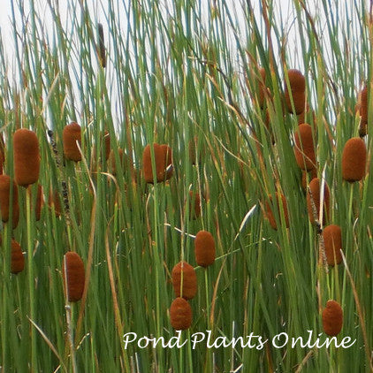 Typha minima