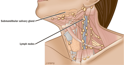 lymph nodes