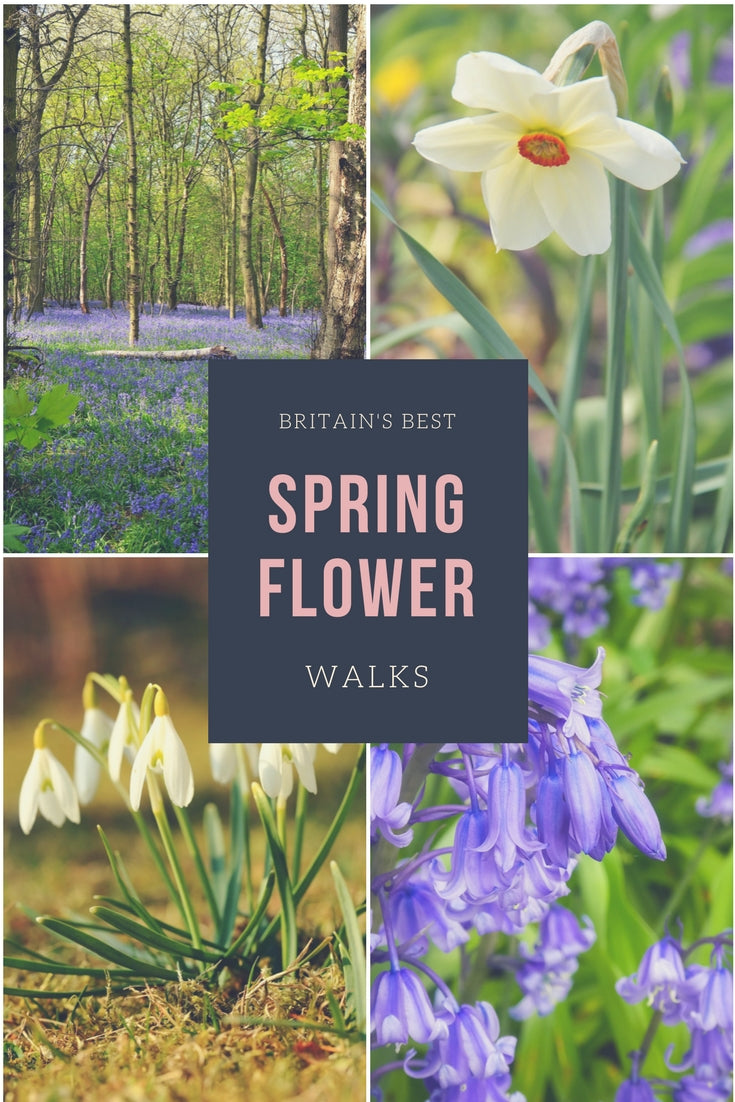 Britains best spring flower walks snowdrop walks daffodil walks bluebell walks