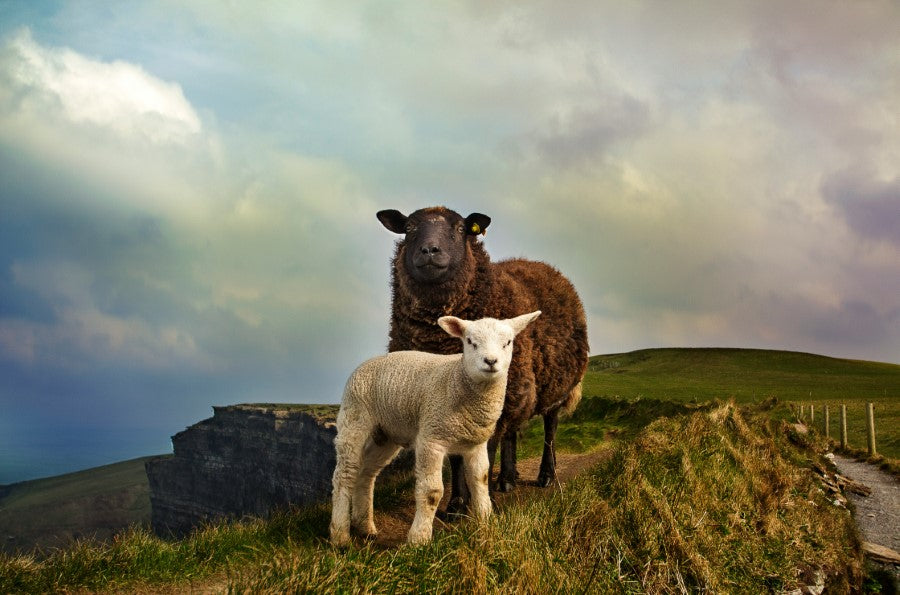 two sheep on a hillside one brown and one white lamb