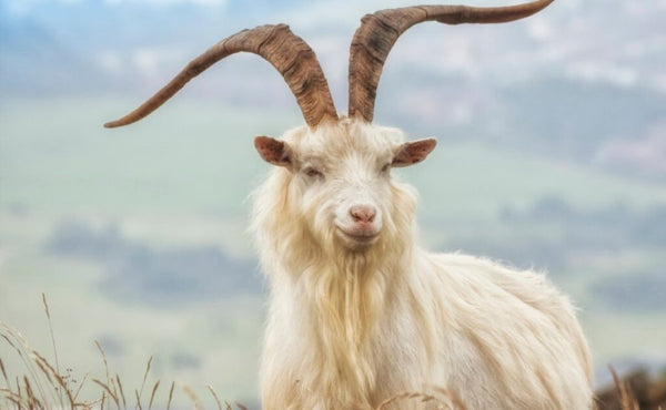 a cashmere goat with long horns