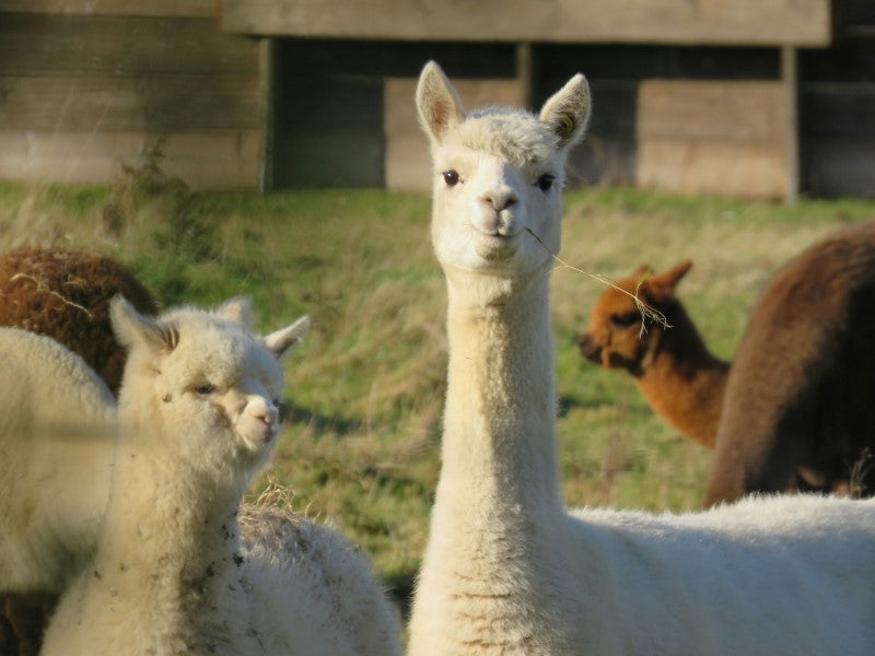 several alpaca in a field with a white one looking towards you