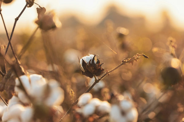 cotton growing in a field