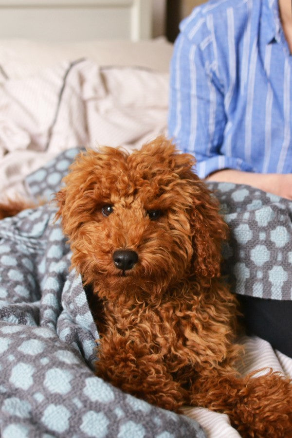 red poodle wrapped in a blue and grey wool blanket from The British Blanket Company