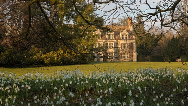 Snowdrops at Anglesey Abbey National Trust