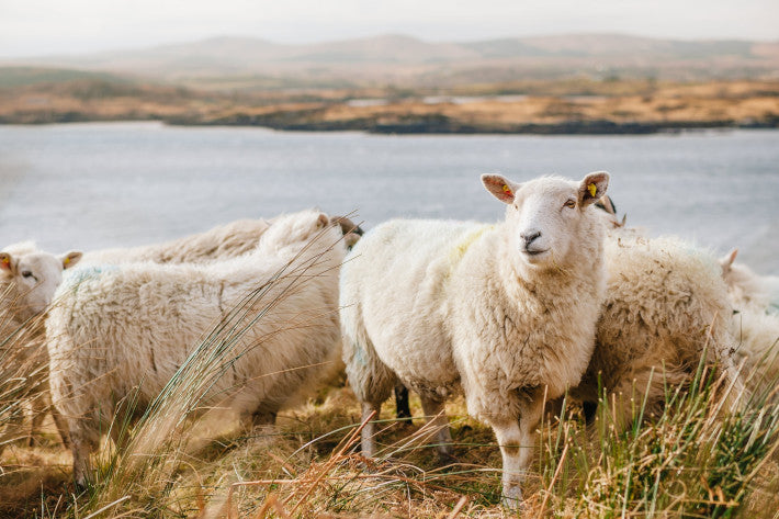 White sheep in a natural landscape beside a lake