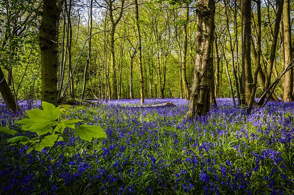 bluebell wood