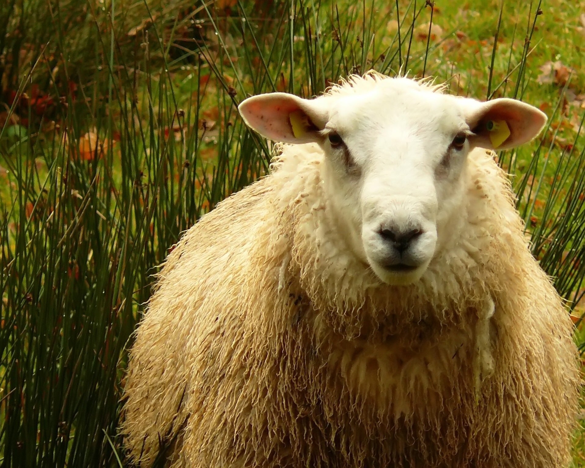 british wool sheep