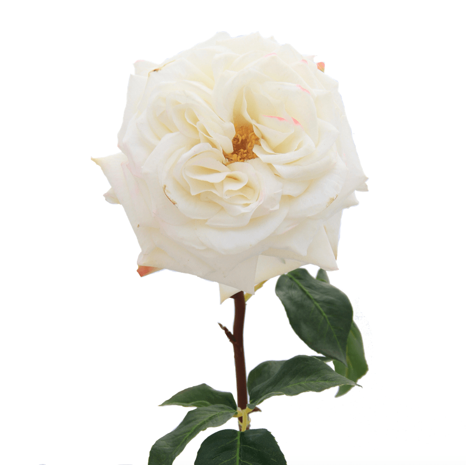 Artificial flowers luxury faux silk white fully double madame rose lifelike realistic faux flowers buy online from Amaranthine Blooms UK 