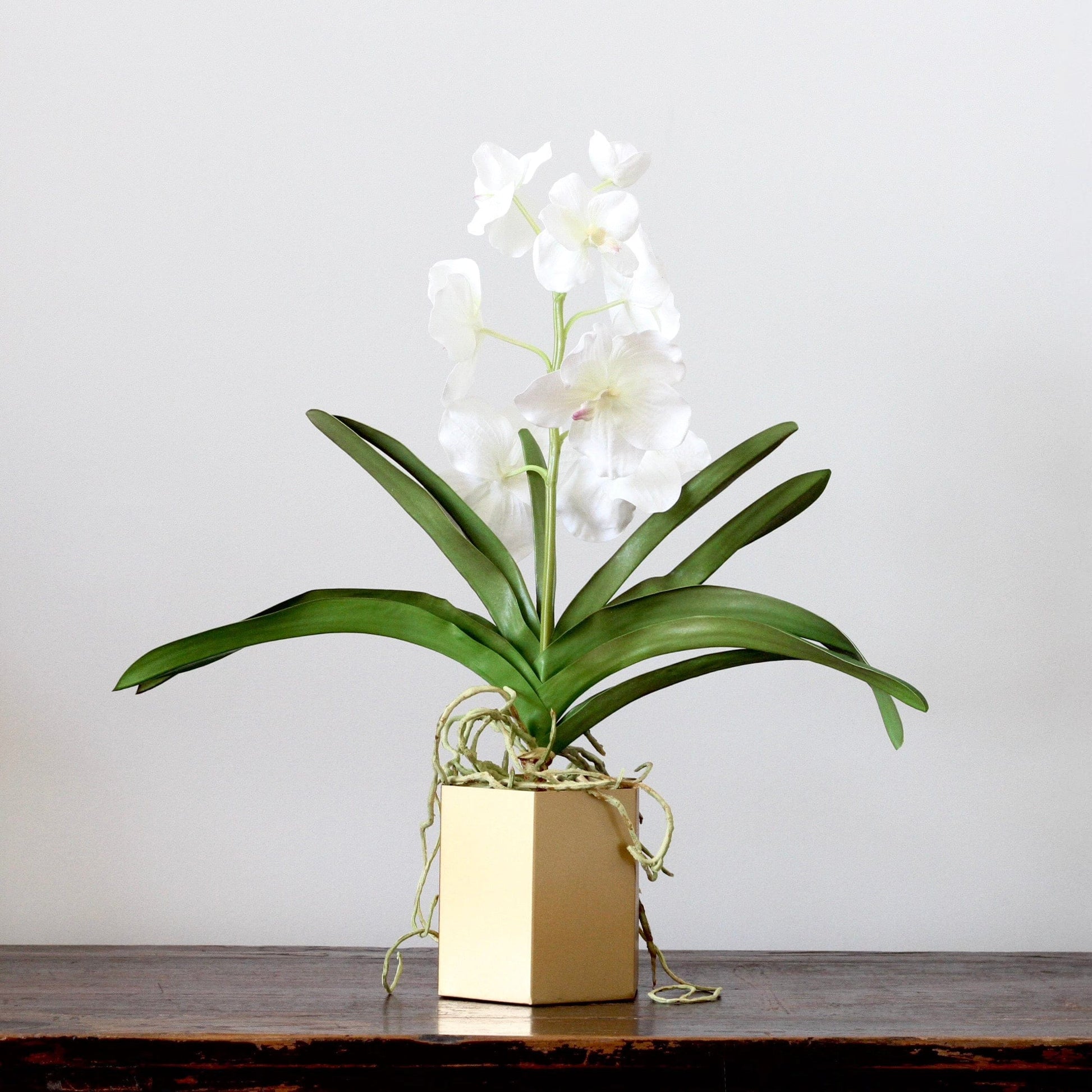White Vanda Orchid in Pot – Amaranthine Blooms UK