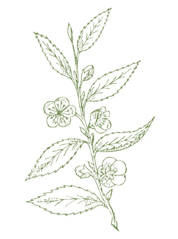 Camellia Sinensis Leaf Oil
