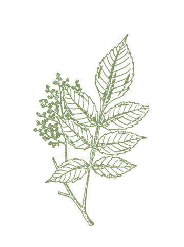  Galla Chinensis Extract