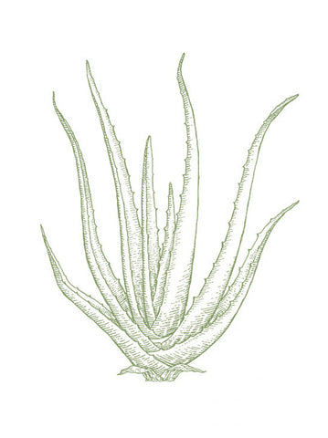 Aloe Vera