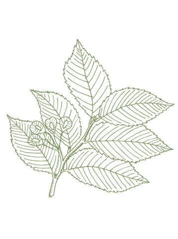 Slippery Elm Bark Extract