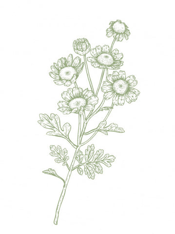 Feverfew