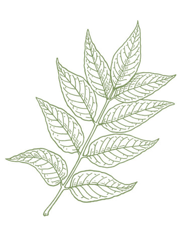 Neem Extract