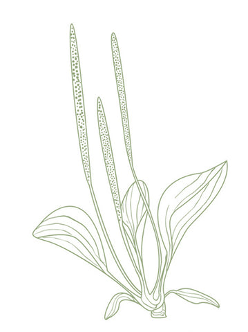 Plantain Leaf