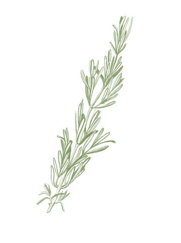 Rosemary Extract