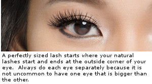 An example of a perfectly sized lash