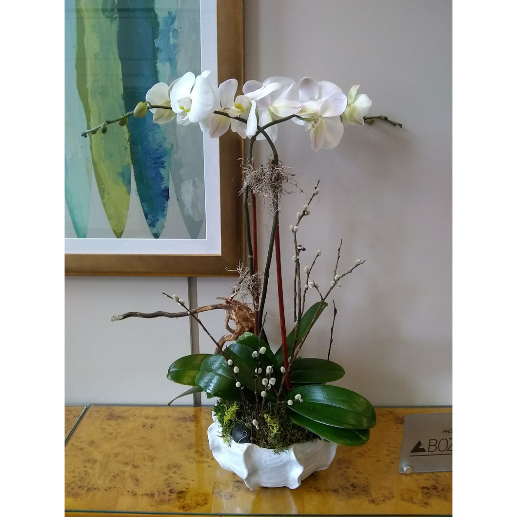 Monthly Orchid Plant Subscription Price Per Design Including Deliver Bloompop