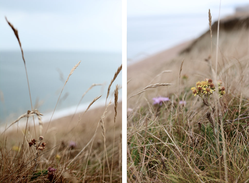 Wild flowers above the beach, Burton Bradstock, Devon.
