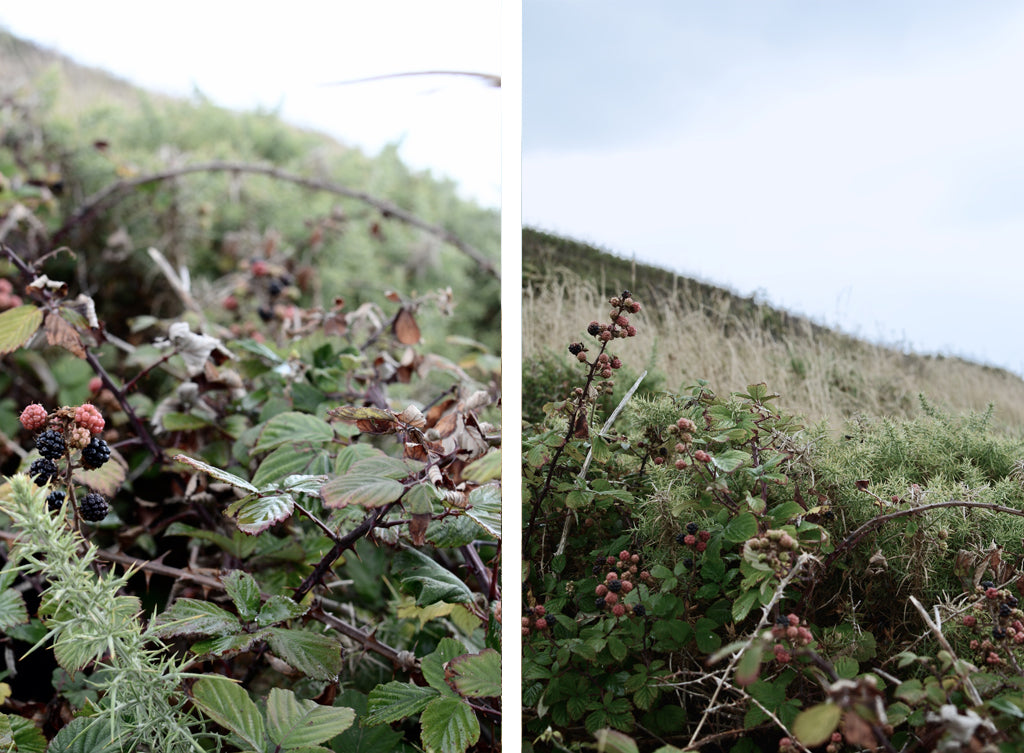 Wild blackberries growing on the heathland above Burton Bradstock, Devon.