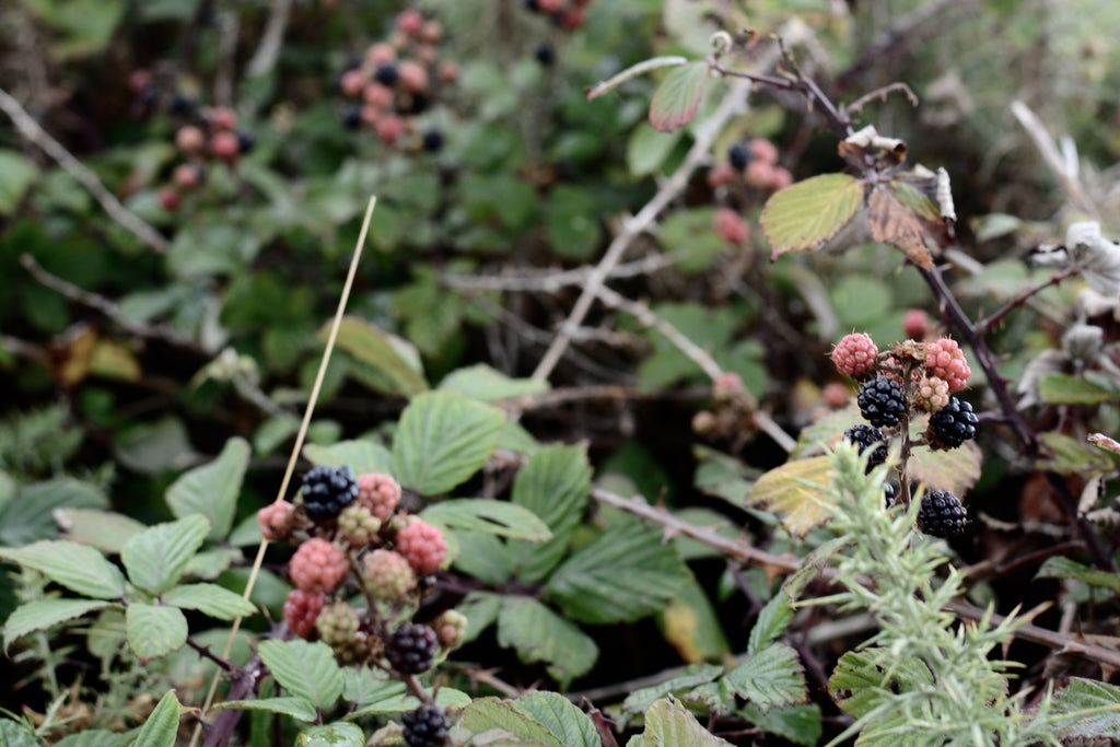 Wild blackberries growing above Burton Bradstock beach, Devon.