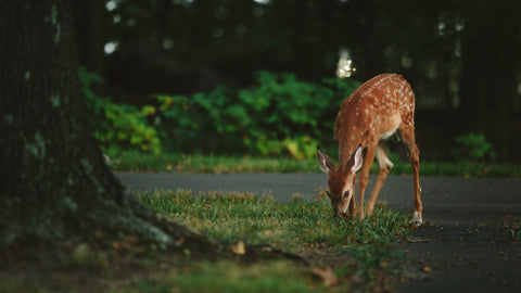 Doe on lawn