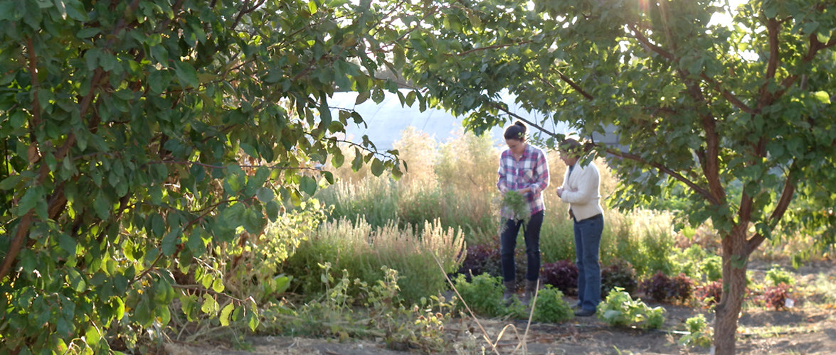 Farms and Purveyors