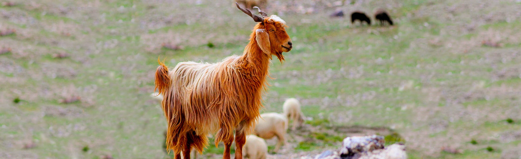 Gartika Scarf Pashmina Goat