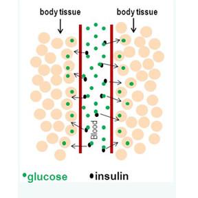 pancreas not producing enough insulin or the cells of the body