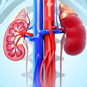 Kidney or Renal diseases are those diseases which affect the ability of our kidneys