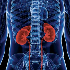 protect your bones (as they get weaker during kidney diseases