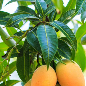 Mango leaves are a great home remedy for sugar control