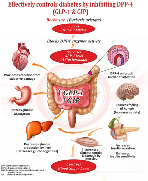 Actions of BGR-34 Medicine for Diabetes Mellitus