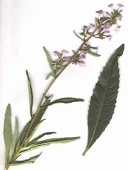 yerba santa