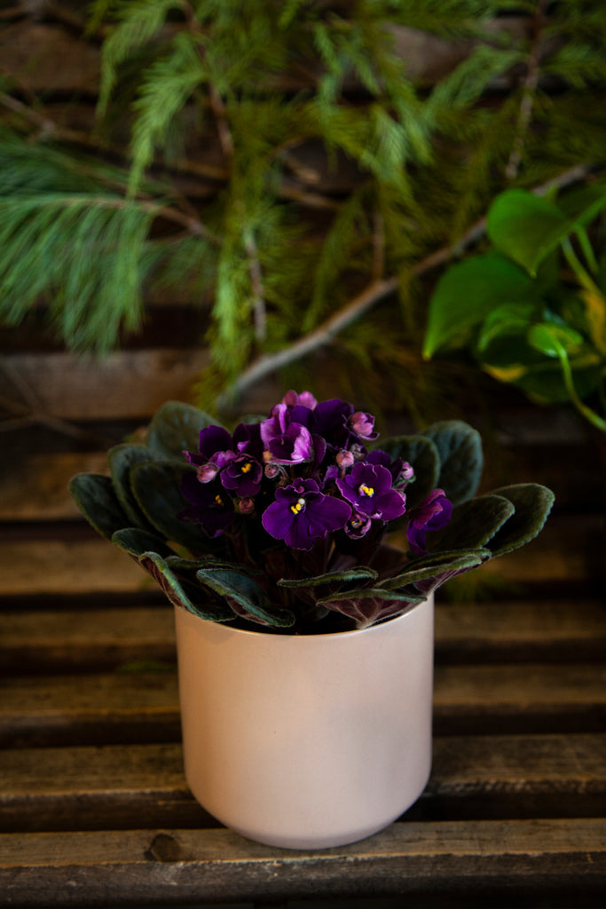 Violette africaine – Kyoto Fleurs