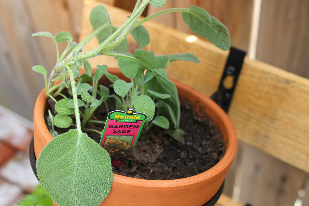 garden pallet herbs 8