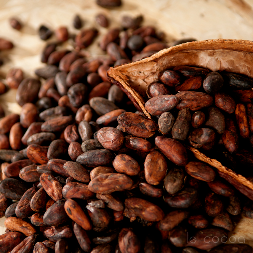 Sundried Fermented Cocoa Beans Le Cocoa