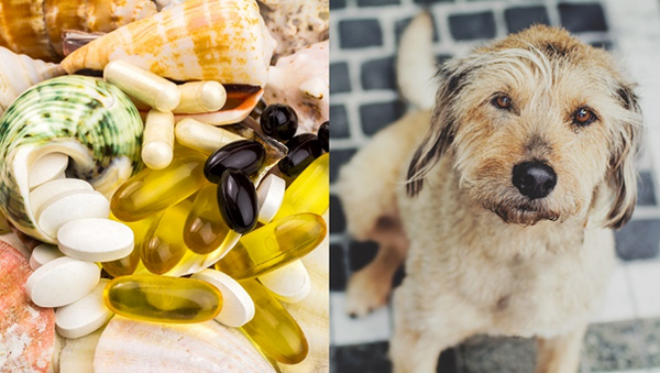 Best Sources of Glucosamine for Dogs