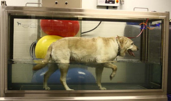 Hydrotherapy can help treat arthritis in dogs, best glucosamine supplement for dogs