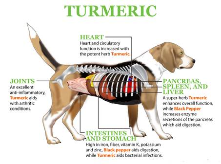 Dog Arthritis Supplements