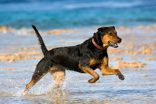 Glucosamine supplements help maintain healthy joints, best glucosamine supplement for dogs
