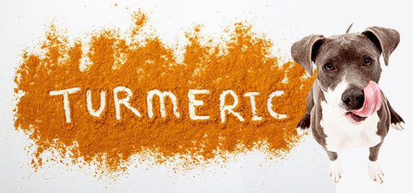 Turmeric has anti-inflammatory and pain relieving qualities, Best Probiotics for Puppies