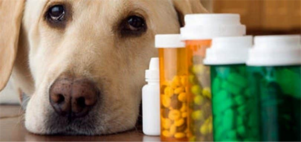 Dog Joint Supplements for Arthritis