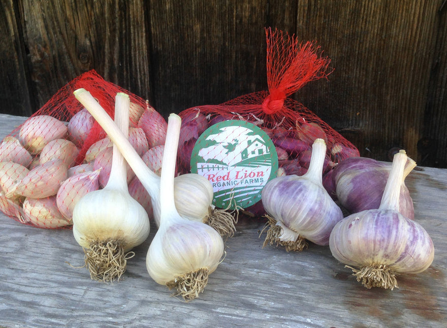 Freezing Garlic to preserve it for a longer time - Red Lion Organic Farms
