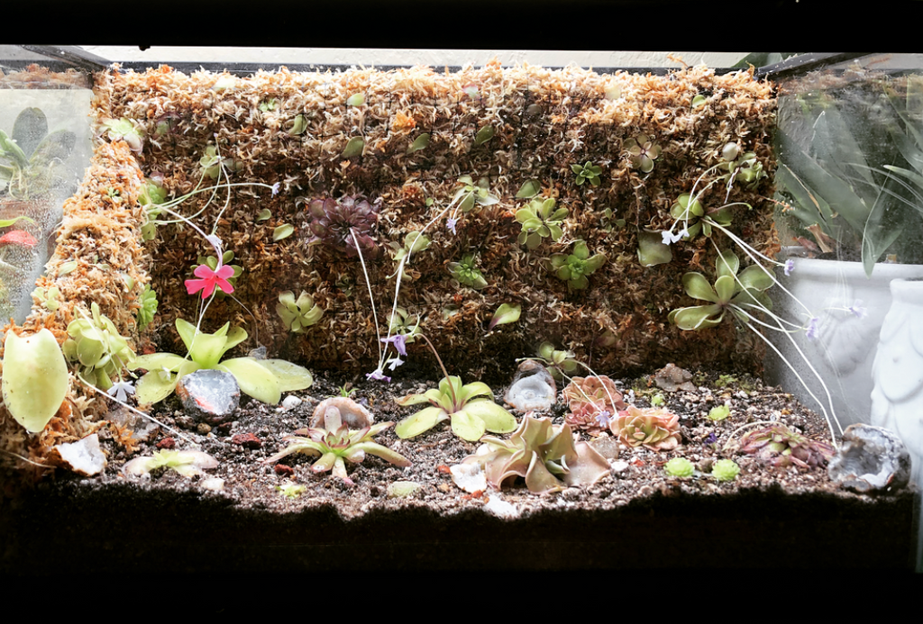 How to Build a Pinguicula Wall - sold soil surface