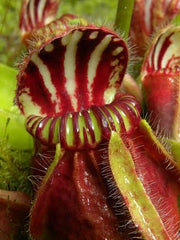 Cephalotus