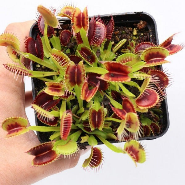 Dionaea m. 'Wine Mouth' Potted